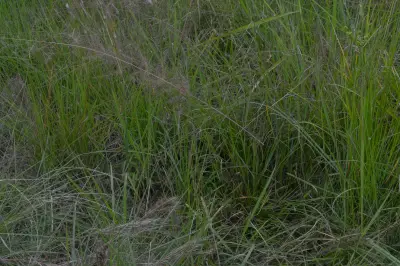 Eragrostis airoides Nees