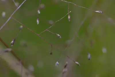 Eragrostis airoides Nees