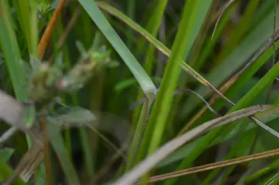 Eragrostis airoides Nees