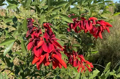 Erythrina crista-galli L.