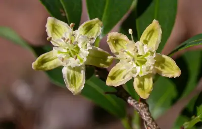 Erythroxylum myrsinites Mart.