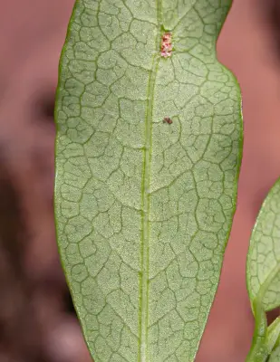 Erythroxylum myrsinites Mart.