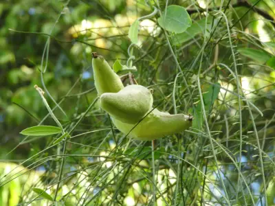Funastrum clausum (Jacq.) Schltr.