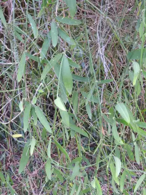Funastrum clausum (Jacq.) Schltr.
