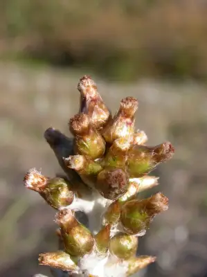 Gamochaeta subfalcata (Cabrera) Cabrera