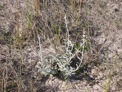 Gamochaeta subfalcata (Cabrera) Cabrera