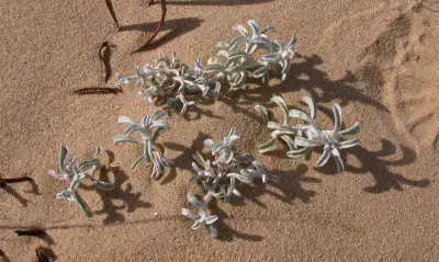 Gamochaeta falcata (Lam.) Cabrera