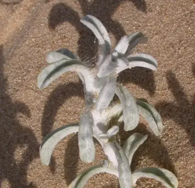 Gamochaeta falcata (Lam.) Cabrera