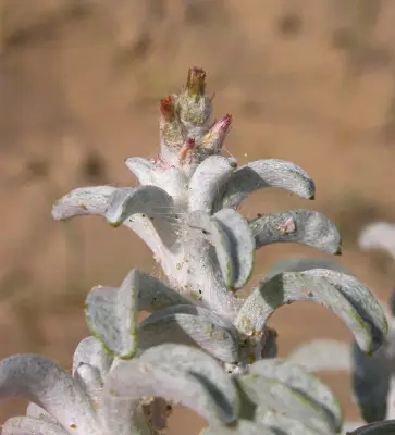 Gamochaeta falcata (Lam.) Cabrera