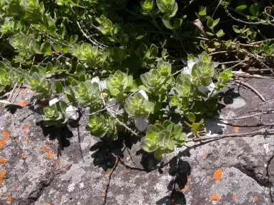 Glechon marifolia Benth.
