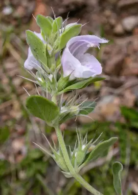 Glechon marifolia Benth.