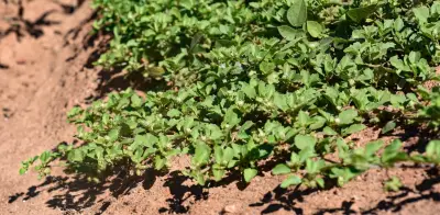 Acanthospermum australe (Loefl.) Kuntze