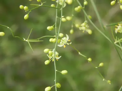 Herreria bonplandii Lecomte