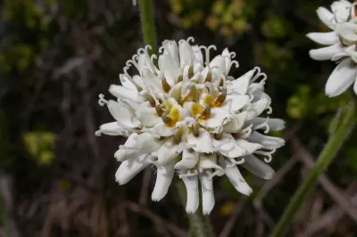 Holocheilus brasiliensis (L.) Cabrera