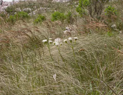 Holocheilus brasiliensis (L.) Cabrera