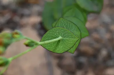 Hypericum connatum Lam.