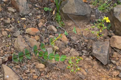 Hypericum connatum Lam.