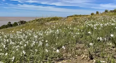 Petunia axillaris subsp. axillaris