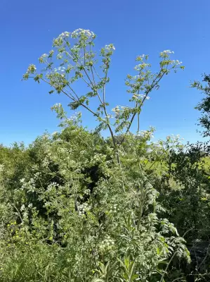 Conium maculatum L.