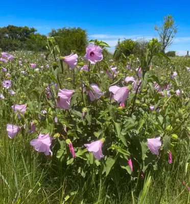 Hibiscus striatus Cav.
