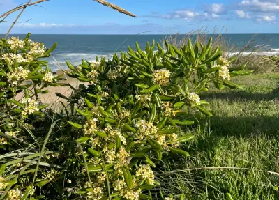 Pittosporum tobira (Thunb.) W.T.Aiton