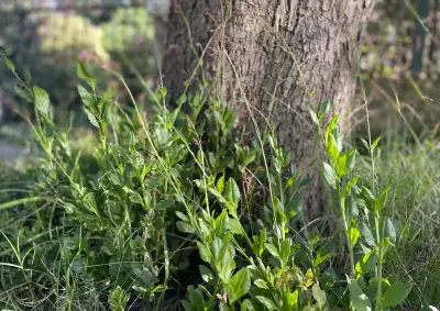 Talinum paniculatum (Jacq.) Gaertn.