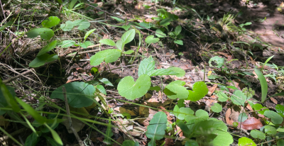 Hydrocotyle leucocephala Cham. & Schltdl.