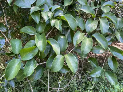 Adenocalymma marginatum (Cham.) DC.