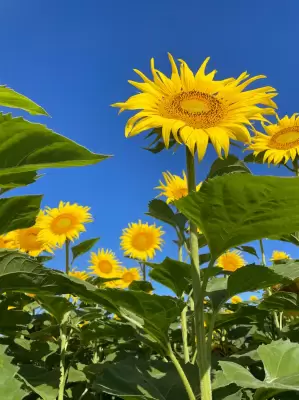 Helianthus annuus L.