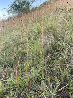 Apopyros corymbosus (Hook. & Arn.) G.L.Nesom