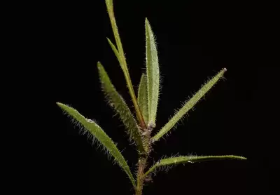 Apopyros corymbosus (Hook. & Arn.) G.L.Nesom