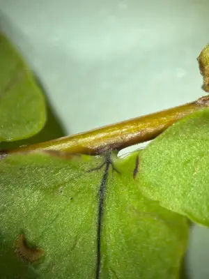 Nephrolepis cordifolia (L.) C.Presl