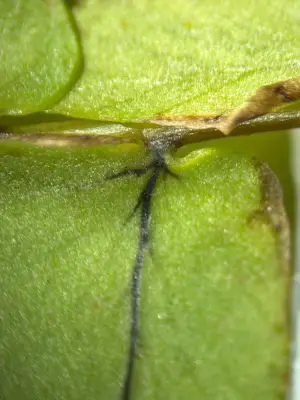 Nephrolepis cordifolia (L.) C.Presl