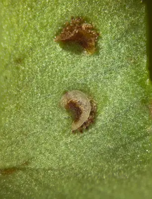 Nephrolepis cordifolia (L.) C.Presl