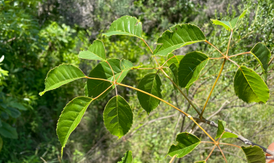 Handroanthus heptaphyllus (Vell.) Mattos