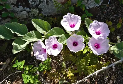 Ipomoea nitida Griseb.