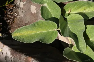 Ipomoea nitida Griseb.