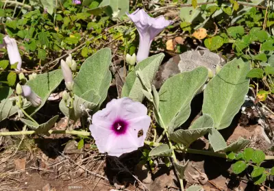 Ipomoea nitida Griseb.