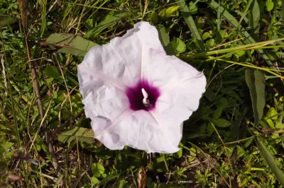 Ipomoea tacuaremboensis Arechav.