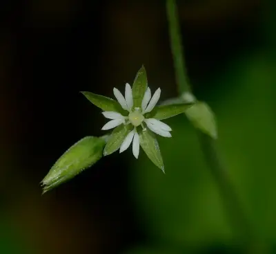 Drymaria cordata (L.) Willd. ex Schult.
