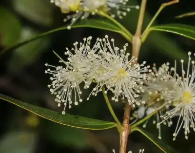 Blepharocalyx salicifolius (Kunth) O.Berg