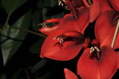 Erythrina crista-galli L.