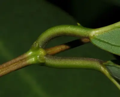 Erythrina crista-galli L.