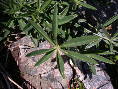 Lupinus multiflorus Desr.