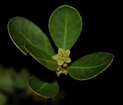 Monteverdia cassineformis (Reissek) Biral