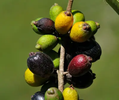 Eugenia uruguayensis Cambess.