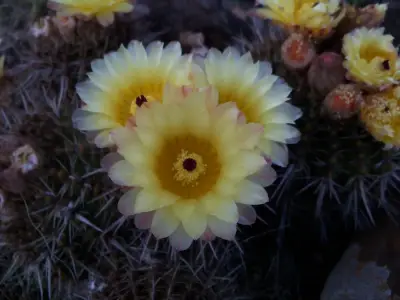 Parodia mammulosa (Lehm.) N.P.Taylor