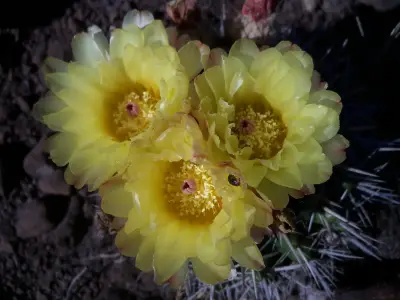 Parodia mammulosa (Lehm.) N.P.Taylor