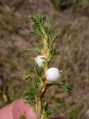 Margyricarpus pinnatus (Lam.) Kuntze