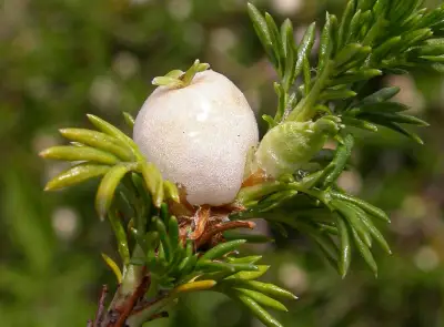 Margyricarpus pinnatus (Lam.) Kuntze
